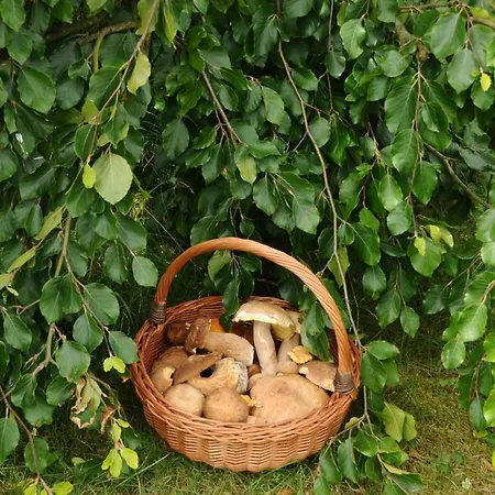 Szmaragdowy Raj * Nakielno