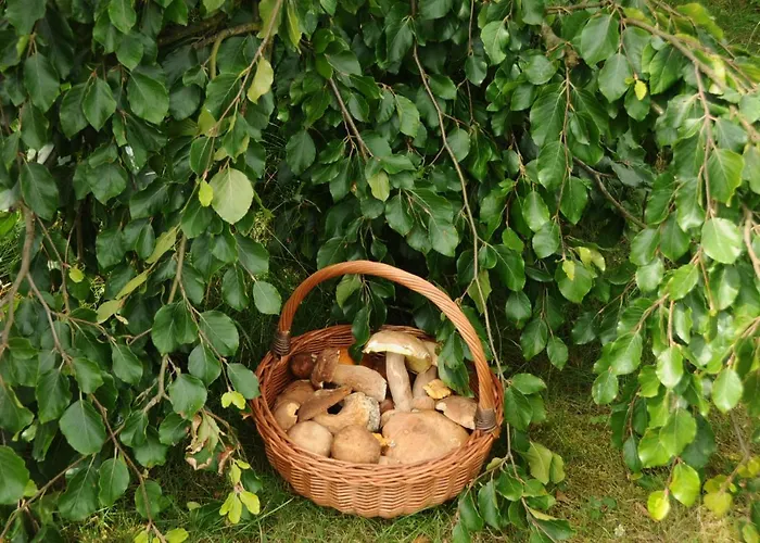 Szmaragdowy Raj * Nakielno